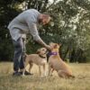 man-training-his-pitbull-dogs